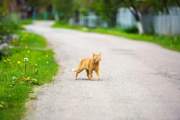 Röd katt går ner på gatan — Stockfoto