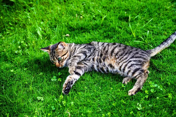 Sweet cat on green grass