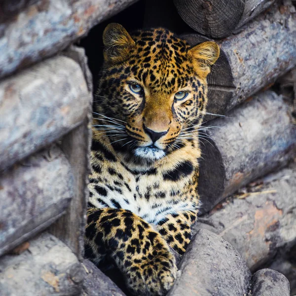 Leopard, schönes Porträt — Stockfoto