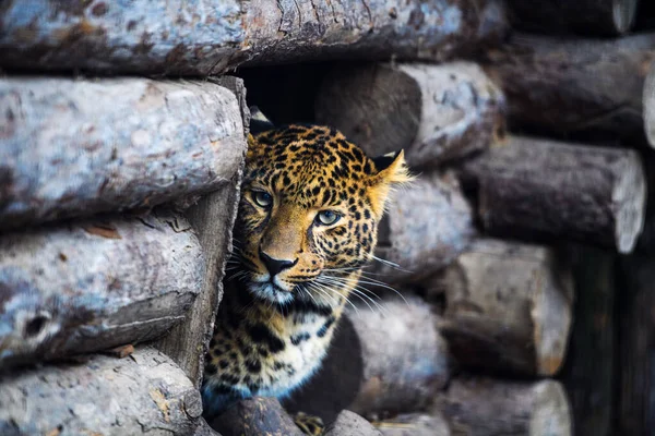 Leopard, beautiful portrait — Stock Photo, Image