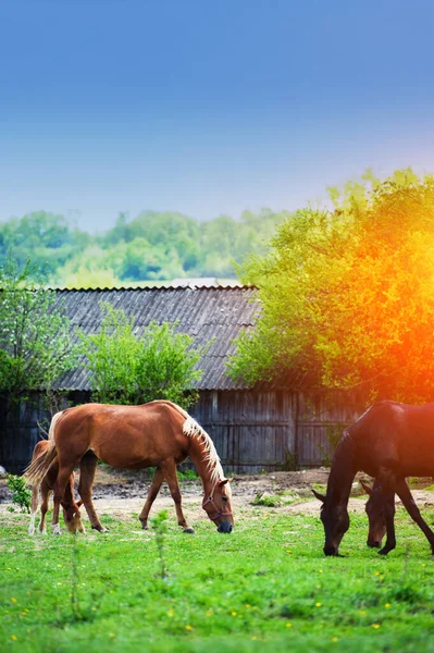 День Лошади Кадре — стоковое фото