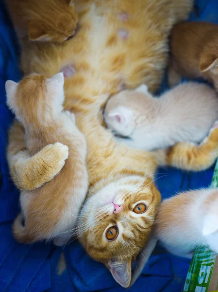 Lindo Gatito Fondo — Foto de Stock