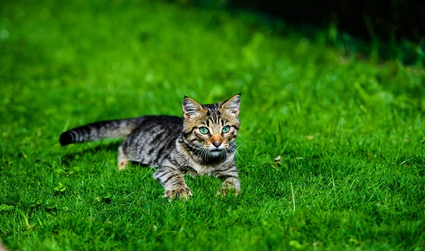 緑の草の甘い猫 — ストック写真