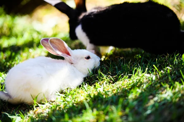 Conejos en el jardín. Conejito esponjoso sobre hierba verde, tiempo de primavera . — Foto de Stock