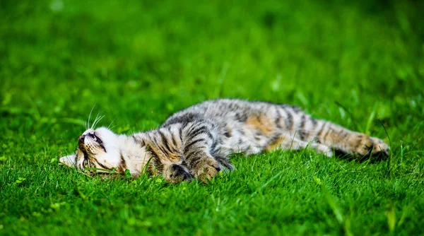 Sweet cat on green grass