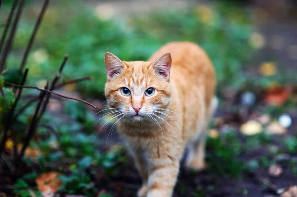 Schöne rote Katze im Freien — Stockfoto