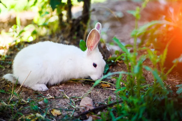 Білий кролик у саду. Пухнастий зайчик на зеленій траві, літо — стокове фото