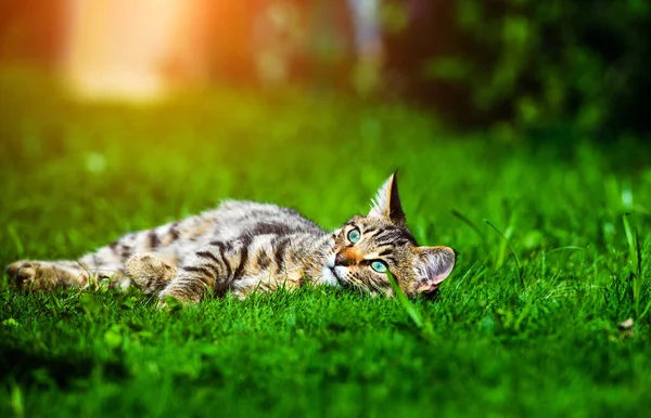 Sweet cat on green grass