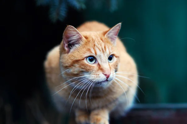 Красивый красный кот на открытом воздухе — стоковое фото