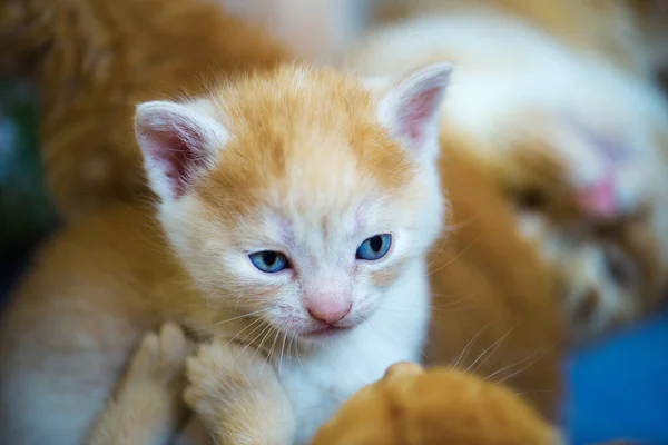 Gatinho Bonito Fundo — Fotografia de Stock