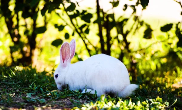 Bílý králík v zahradě. Fluffy Bunny na zelené trávě, jaro — Stock fotografie