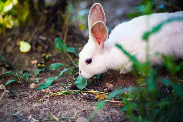 Білий кролик у саду. Пухнастий зайчик на зеленій траві, весна — стокове фото