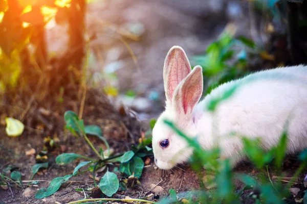 Conejo blanco en el jardín. Conejito esponjoso sobre hierba verde, primavera — Foto de Stock