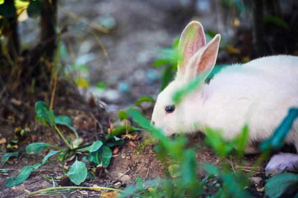 Bílý králík v zahradě. Fluffy Bunny na zelené trávě, léto — Stock fotografie