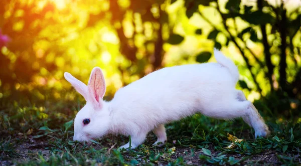 Conejo blanco en el jardín. Conejito esponjoso sobre hierba verde, primavera — Foto de Stock