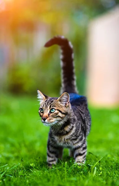 Dolce gatto su erba verde — Foto Stock