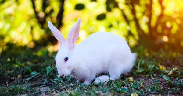 White rabbit in the garden. Fluffy Bunny on green grass, spring — Stock Photo, Image