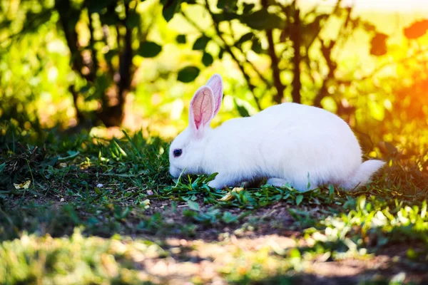 Conejo blanco en el jardín. Conejito esponjoso sobre hierba verde, verano — Foto de Stock