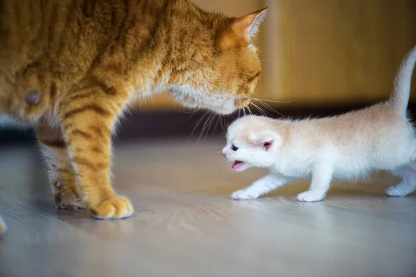 귀여운 고양이 — 스톡 사진