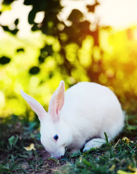 庭に白いウサギ。春の緑の草の上のふわふわバニー — ストック写真
