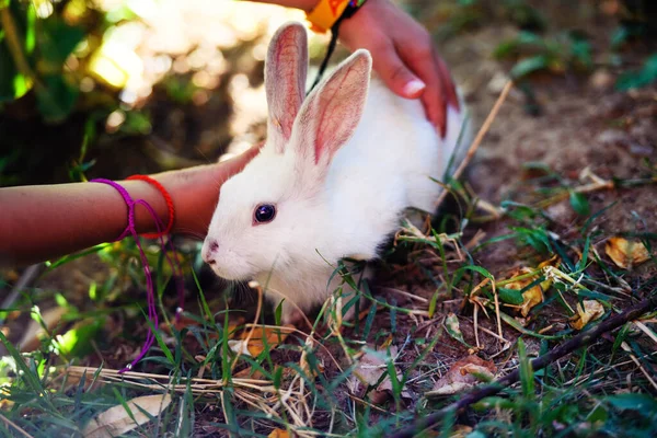 Conejo blanco en el jardín. Conejito esponjoso sobre hierba verde, primavera — Foto de Stock