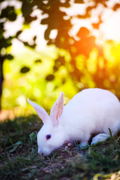 Wit konijn in de tuin. Fluffy Bunny op groen gras, zomer — Stockfoto