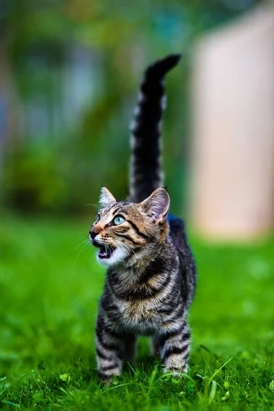 Sweet cat on green grass