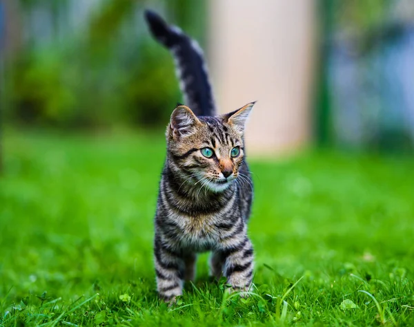 Gato doce na grama verde — Fotografia de Stock