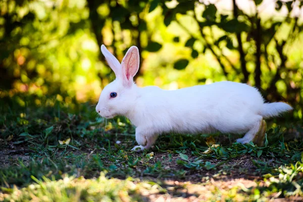 बगीचे में सफेद खरगोश। ग्रीन घास पर फ्लफी बनी, वसंत — स्टॉक फ़ोटो, इमेज