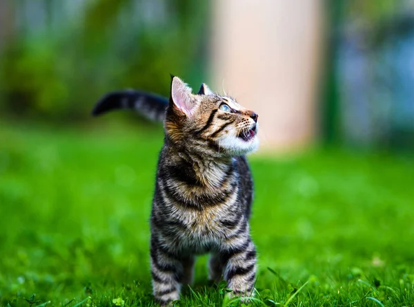 Édes macska, zöld fű — Stock Fotó