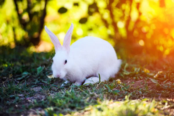 Bílý králík v zahradě. Fluffy Bunny na zelené trávě, léto — Stock fotografie