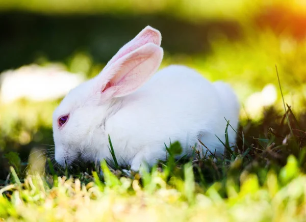 Conejo blanco en el jardín. Conejito esponjoso sobre hierba verde, primavera —  Fotos de Stock