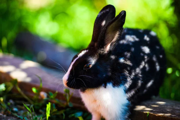 Кролик в саду. Пухнастий зайчик на зеленій траві, весняний час . — стокове фото