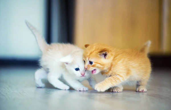 Portrait Cute Kittens — Stock Photo, Image