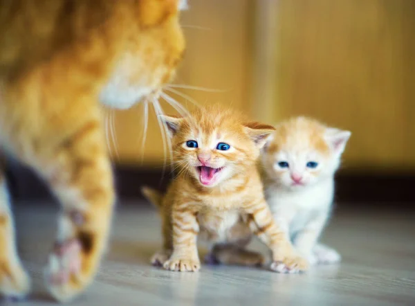 Sevimli Kedi Yavruları Portresi — Stok fotoğraf