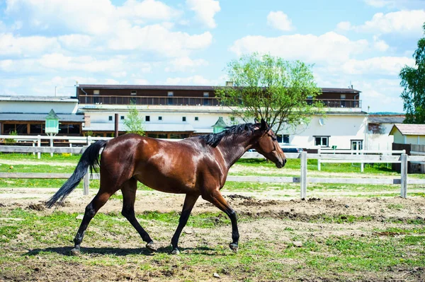 Galop de chevaux dans la prairie — Photo