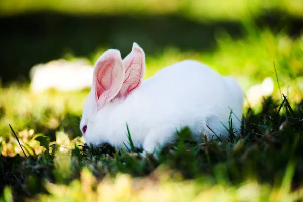 White rabbit in the garden. Fluffy Bunny on green grass, summer