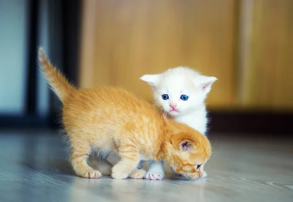 Portrait Cute Kittens — Stock Photo, Image