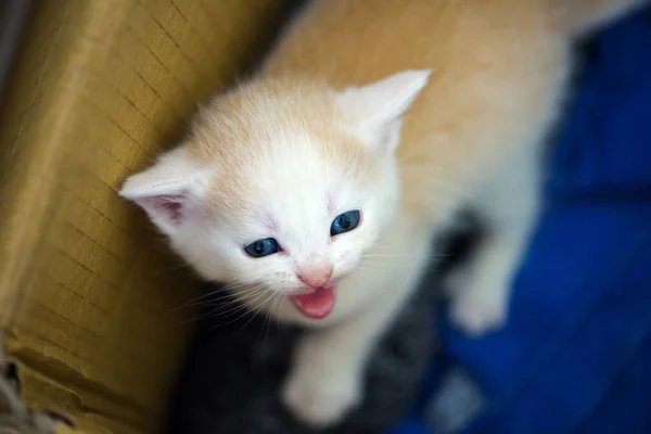 Lindo Gatito Fondo — Foto de Stock