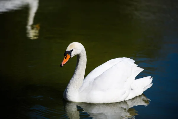 Belos cisnes jovens no lago — Fotografia de Stock