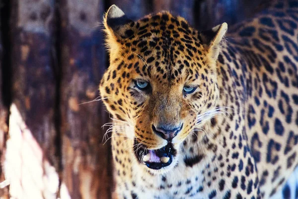 Retrato de un hermoso leopardo — Foto de Stock