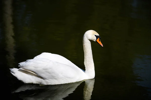 湖の美しい若い白鳥 — ストック写真