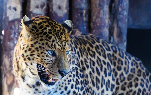 Retrato de un hermoso leopardo — Foto de Stock