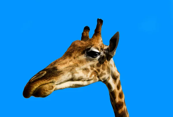 Retrato de una jirafa sobre un fondo azul — Foto de Stock