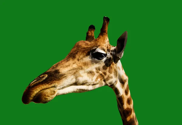 Retrato de una jirafa sobre un fondo verde —  Fotos de Stock
