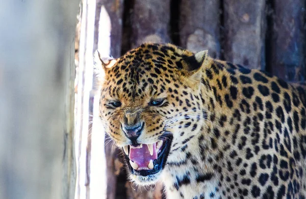 Porträtt av en vacker leopard — Stockfoto