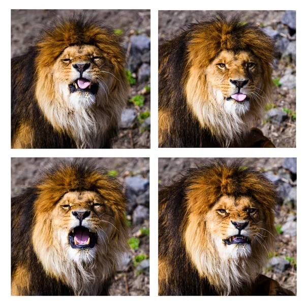 Набір фото різних емоцій лева — стокове фото