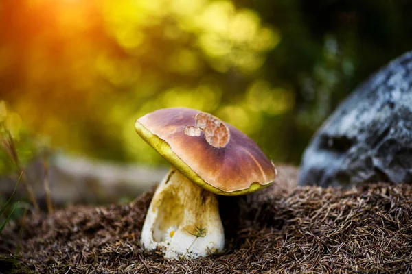 Boletus on moss in forest. Mushrooms searching and picking in fo — Stock Photo, Image