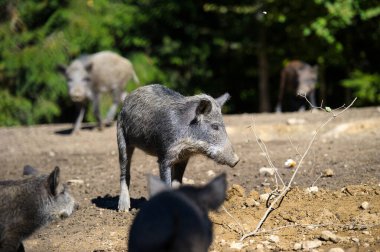 Ormanda yaban domuzu
