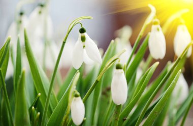 first wild spring snowdrops with soft focus, perfect for postcar